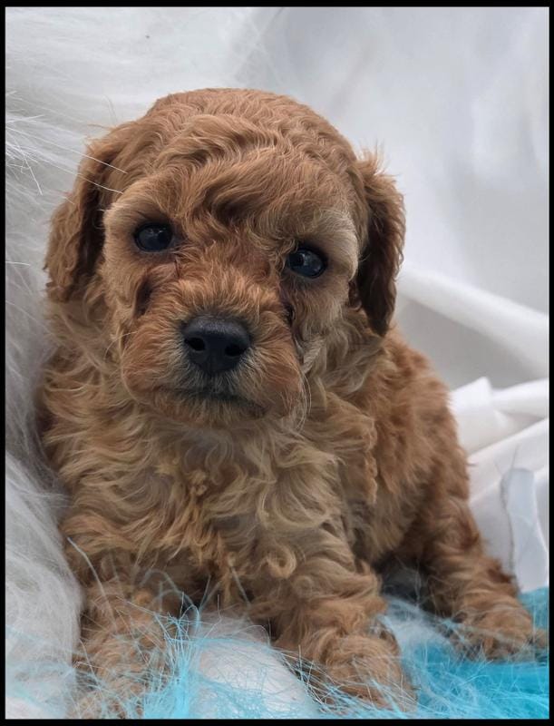 Arizona's Boy - Apricot