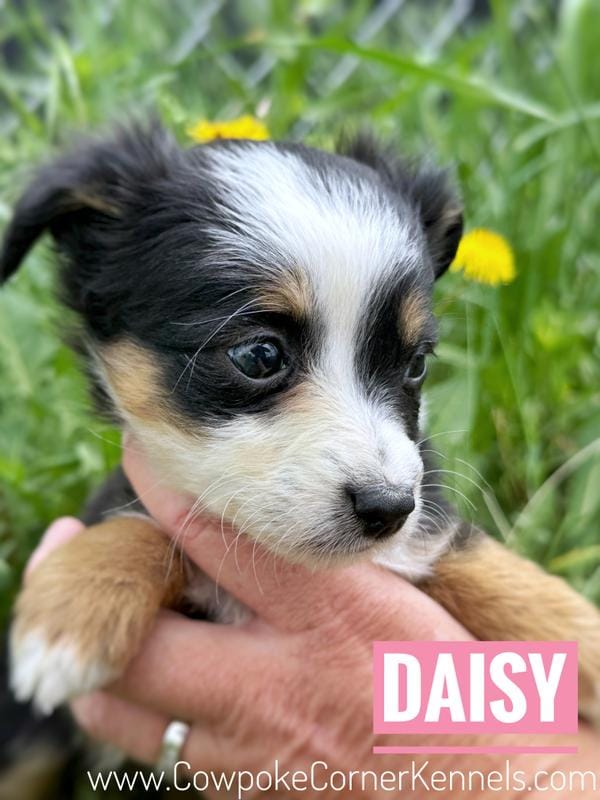 Daisy