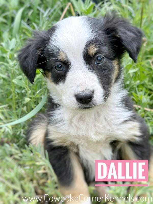Dallie