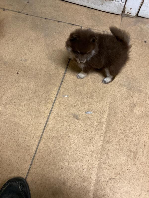 *Price Reduced*Ginger