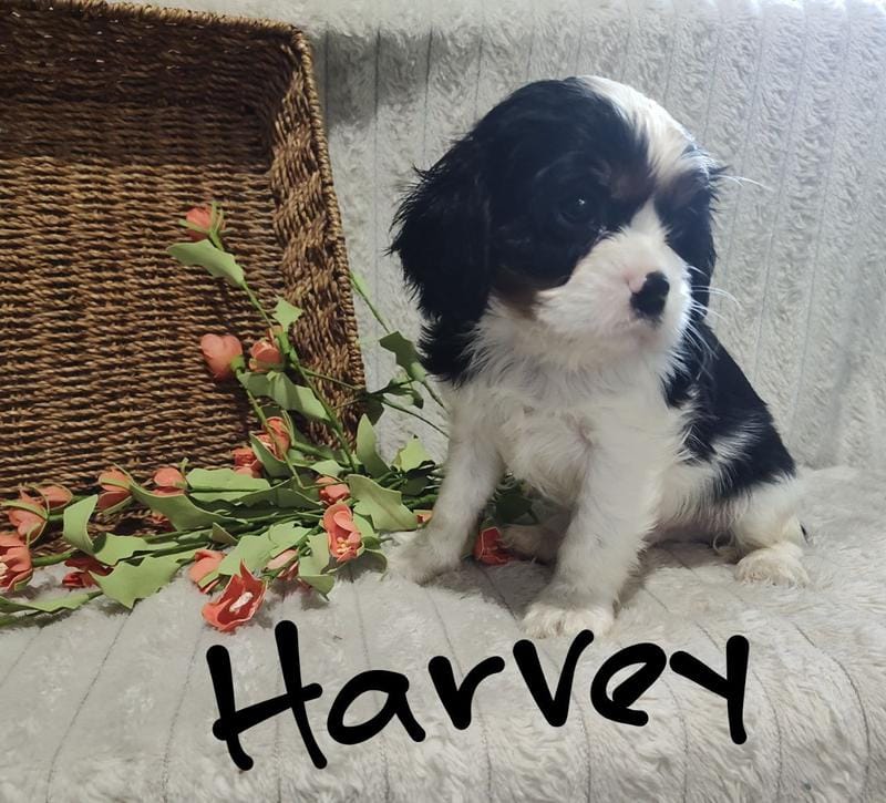 Harvey