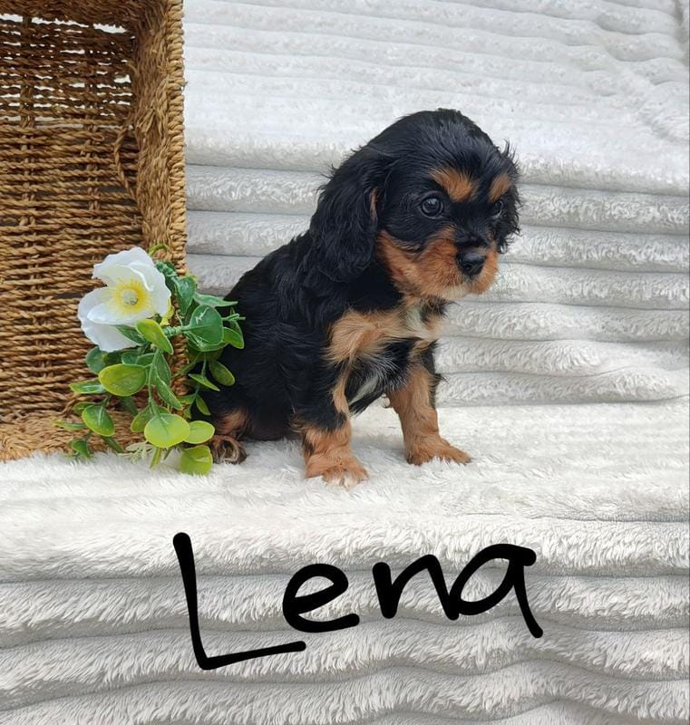 Lena