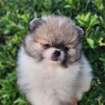 Malibu, a male Pomeranian for sale in Redding, CA – Photo 5 of 8