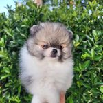 Malibu, a male Pomeranian for sale in Redding, CA – Photo 6 of 8