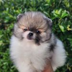 Malibu, a male Pomeranian for sale in Redding, CA – Photo 4 of 8