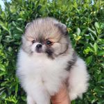 Malibu, a male Pomeranian for sale in Redding, CA – Photo 1 of 8