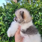 Malibu, a male Pomeranian for sale in Redding, CA – Photo 7 of 8