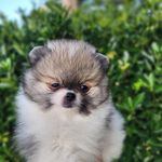 Malibu, a male Pomeranian for sale in Redding, CA – Photo 8 of 8