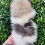 Malibu, a male Pomeranian for sale in Redding, CA – Photo 3 of 8