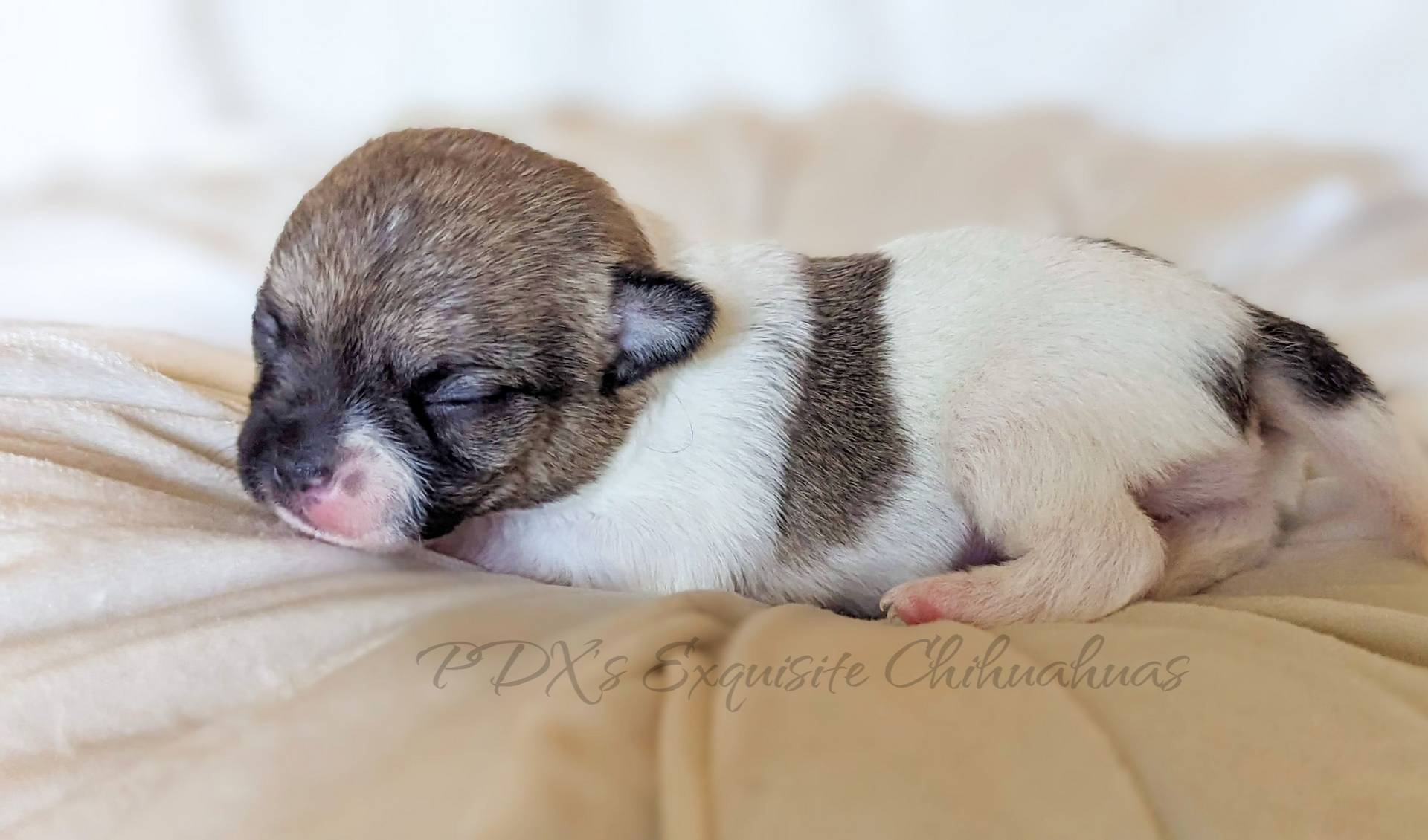 Ashi, a female Chihuahua for sale in Portland, OR – Photo 9 of 10