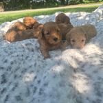 Jared, a male Miniature Goldendoodle for sale in Bealeton, VA – Photo 1 of 2