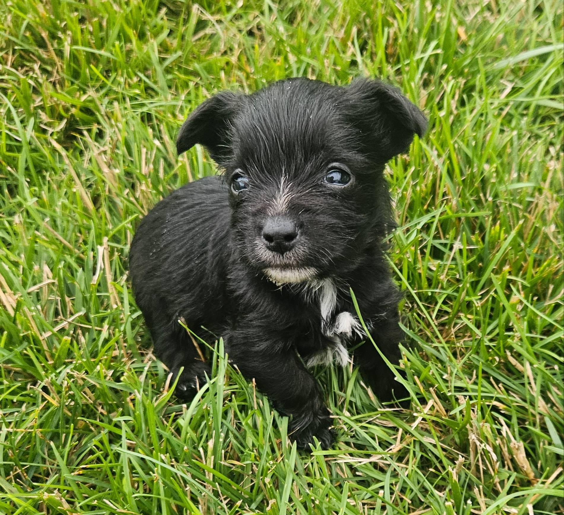 DANTE (Chicago delivery), a male Miniature Schnauzer and Yorkshire Terrier for sale in Lake In The Hills, IL – Photo 2 of 6