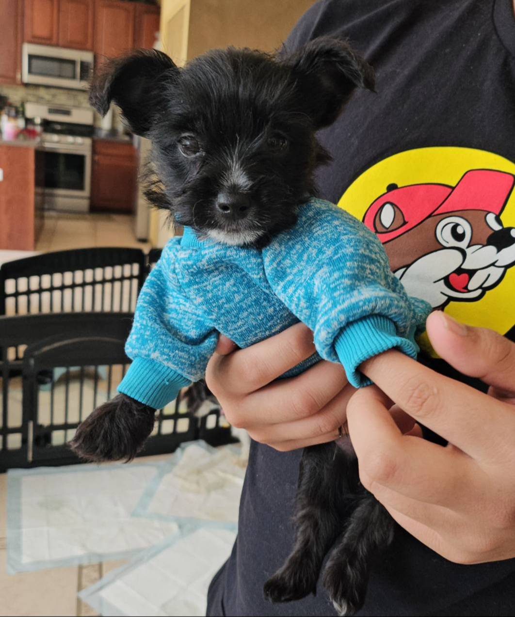 DANTE (Chicago delivery), a male Miniature Schnauzer and Yorkshire Terrier for sale in Lake In The Hills, IL – Photo 3 of 6