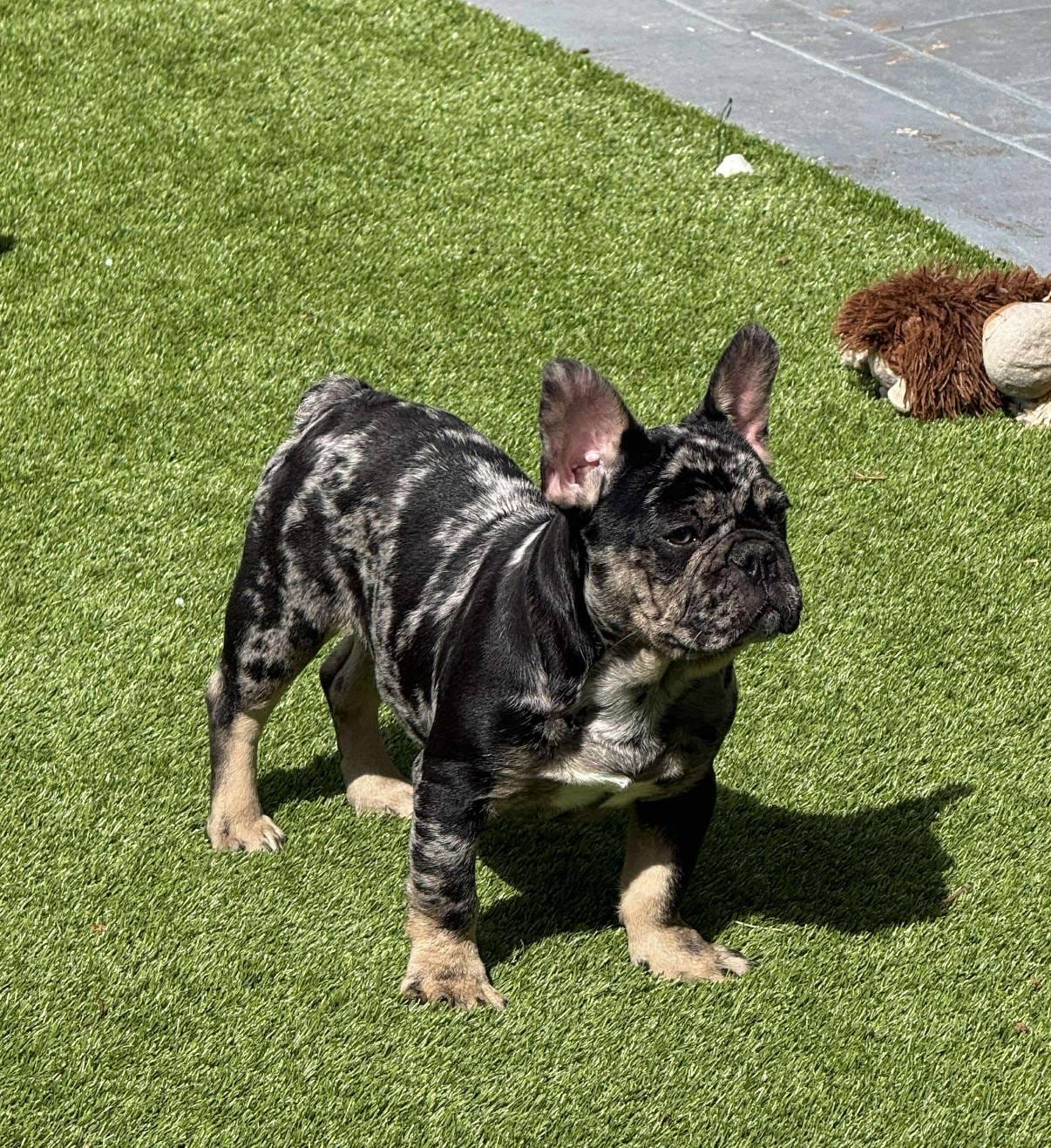 French Bulldog – French Bulldog puppy for sale in Hialeah, FL