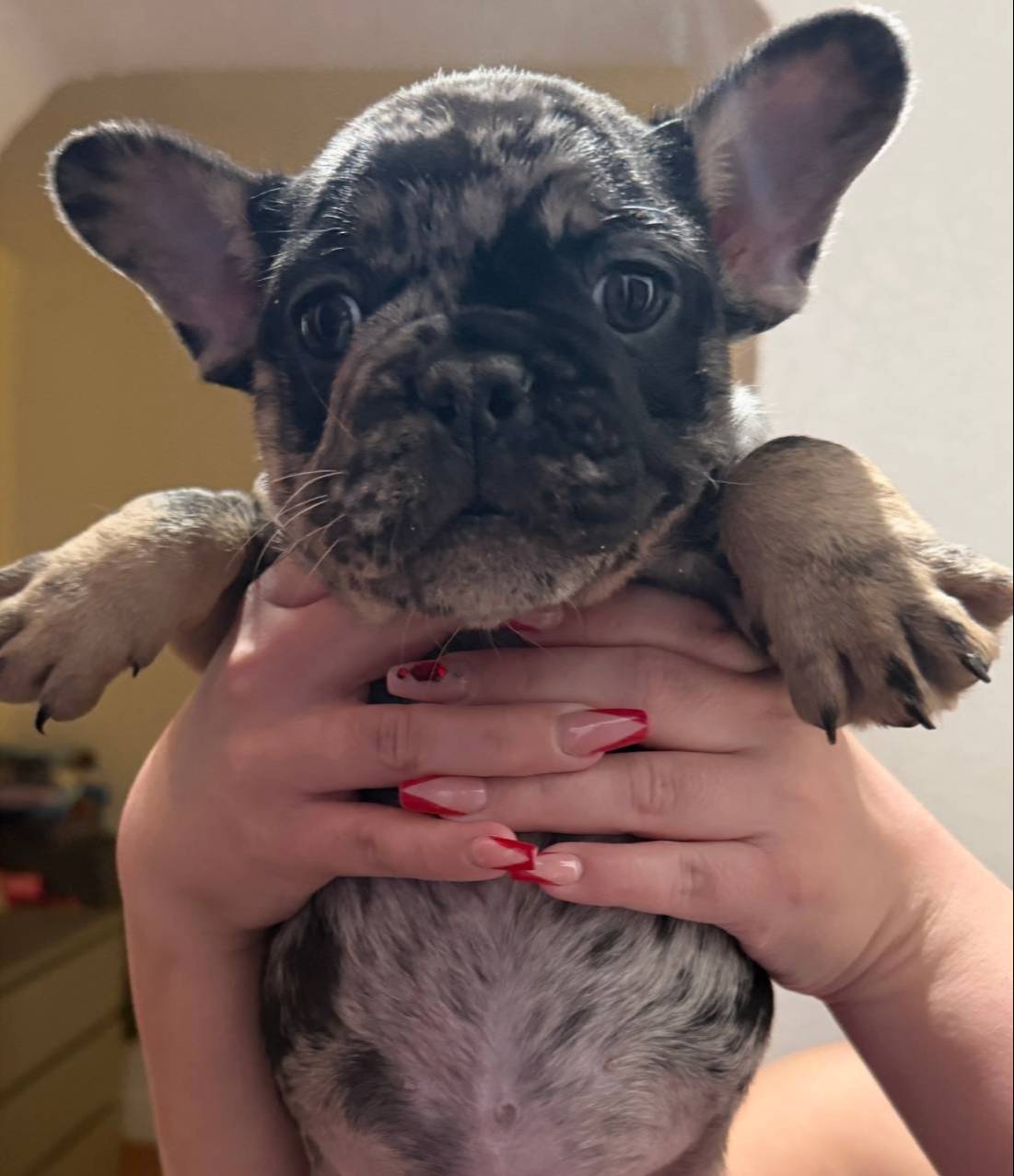 French Bulldog, a female French Bulldog for sale in Hialeah, FL – Photo 5 of 5