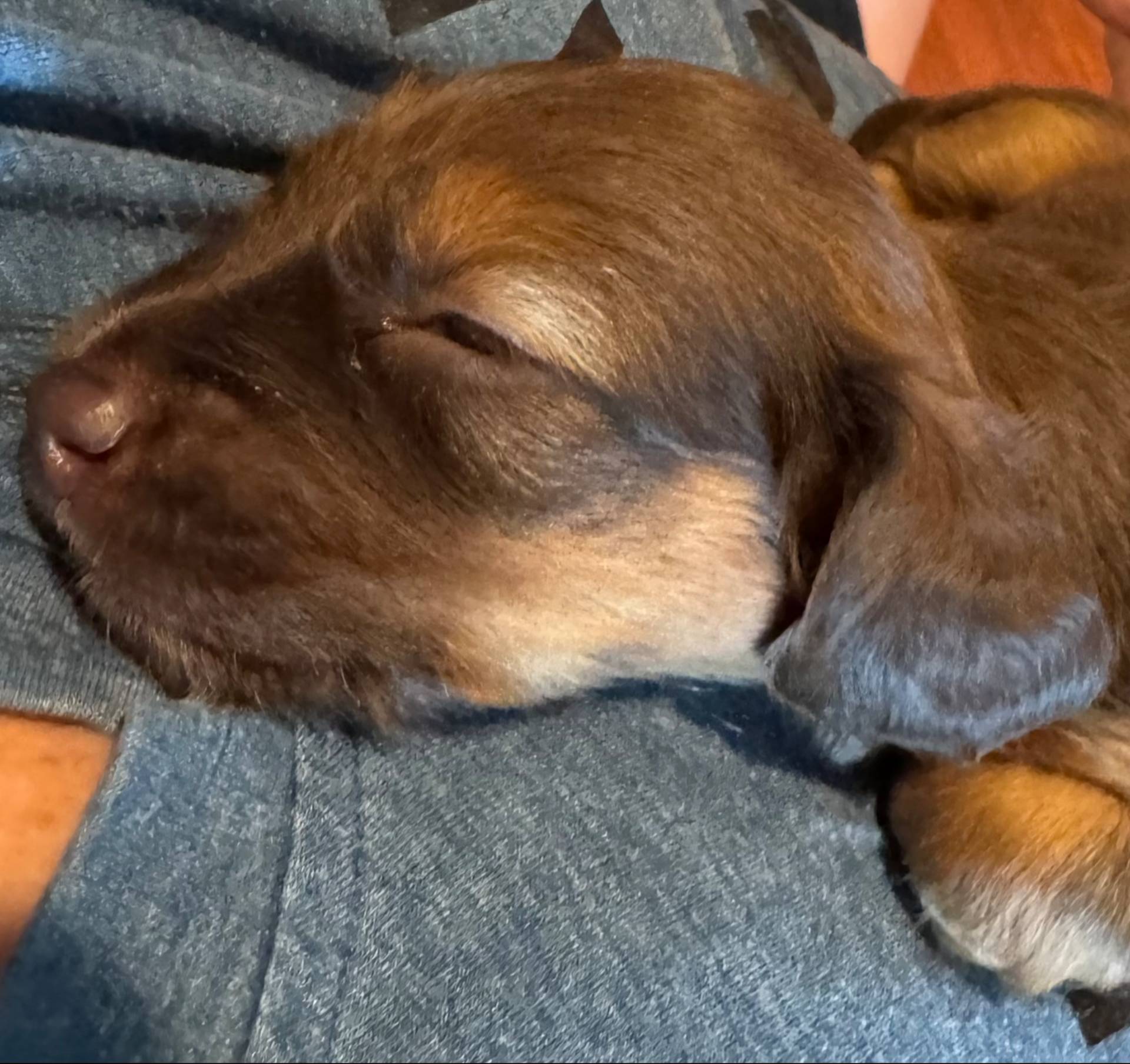 AKC Ruby, a female Miniature Dachshund for sale in Panama City, FL – Photo 2 of 7