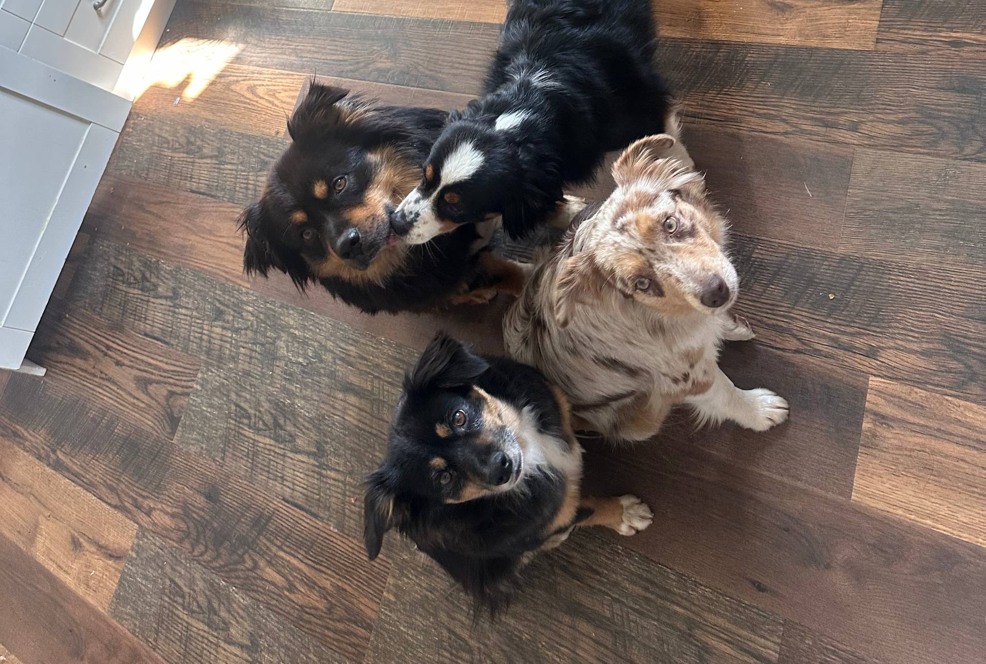 Red, a  Miniature Australian Shepherd for sale in Sturgeon Lake, MN – Photo 3 of 3