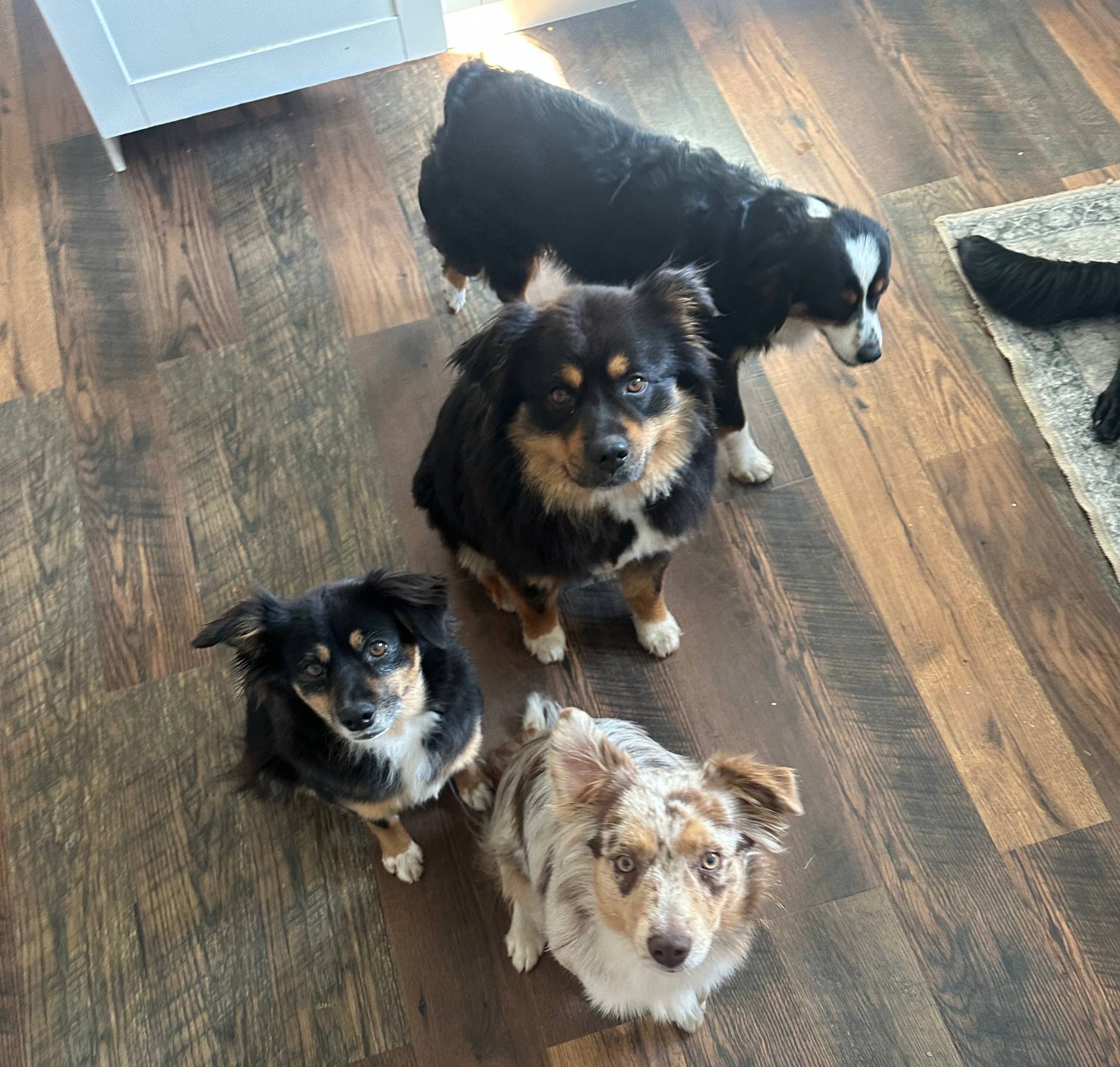 Red, a  Miniature Australian Shepherd for sale in Sturgeon Lake, MN – Photo 2 of 3