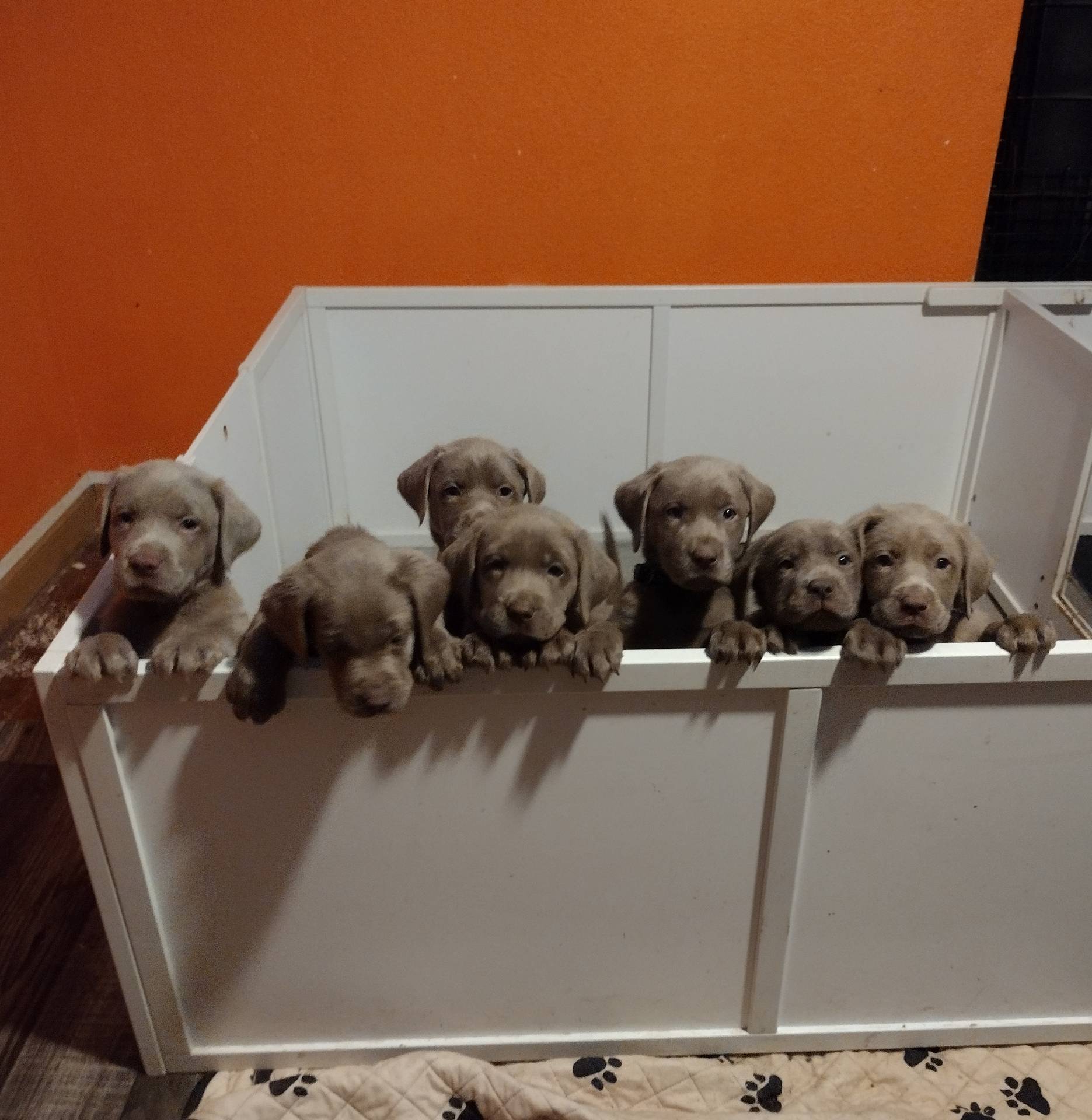 Silver Labrador Male Blue, a male Labrador Retriever for sale in Eldon, MO – Photo 3 of 10