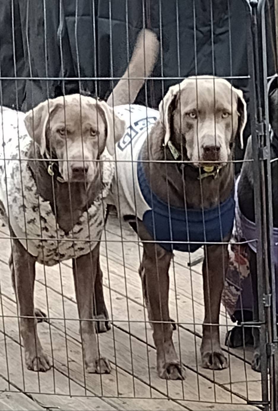 Silver Labrador Male Blue, a male Labrador Retriever for sale in Eldon, MO – Photo 9 of 10