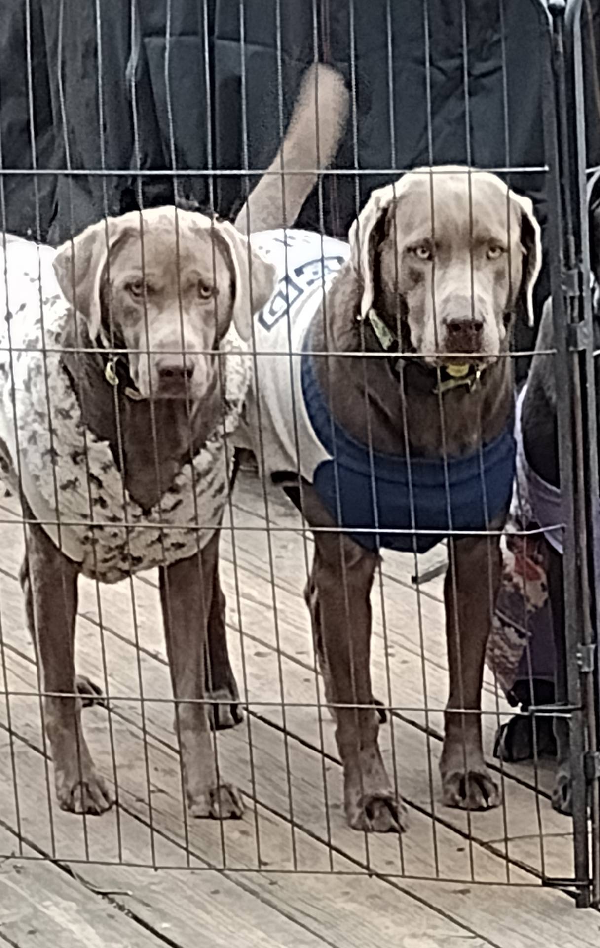 Silver Labrador Male Green, a male Labrador Retriever for sale in Eldon, MO – Photo 7 of 10