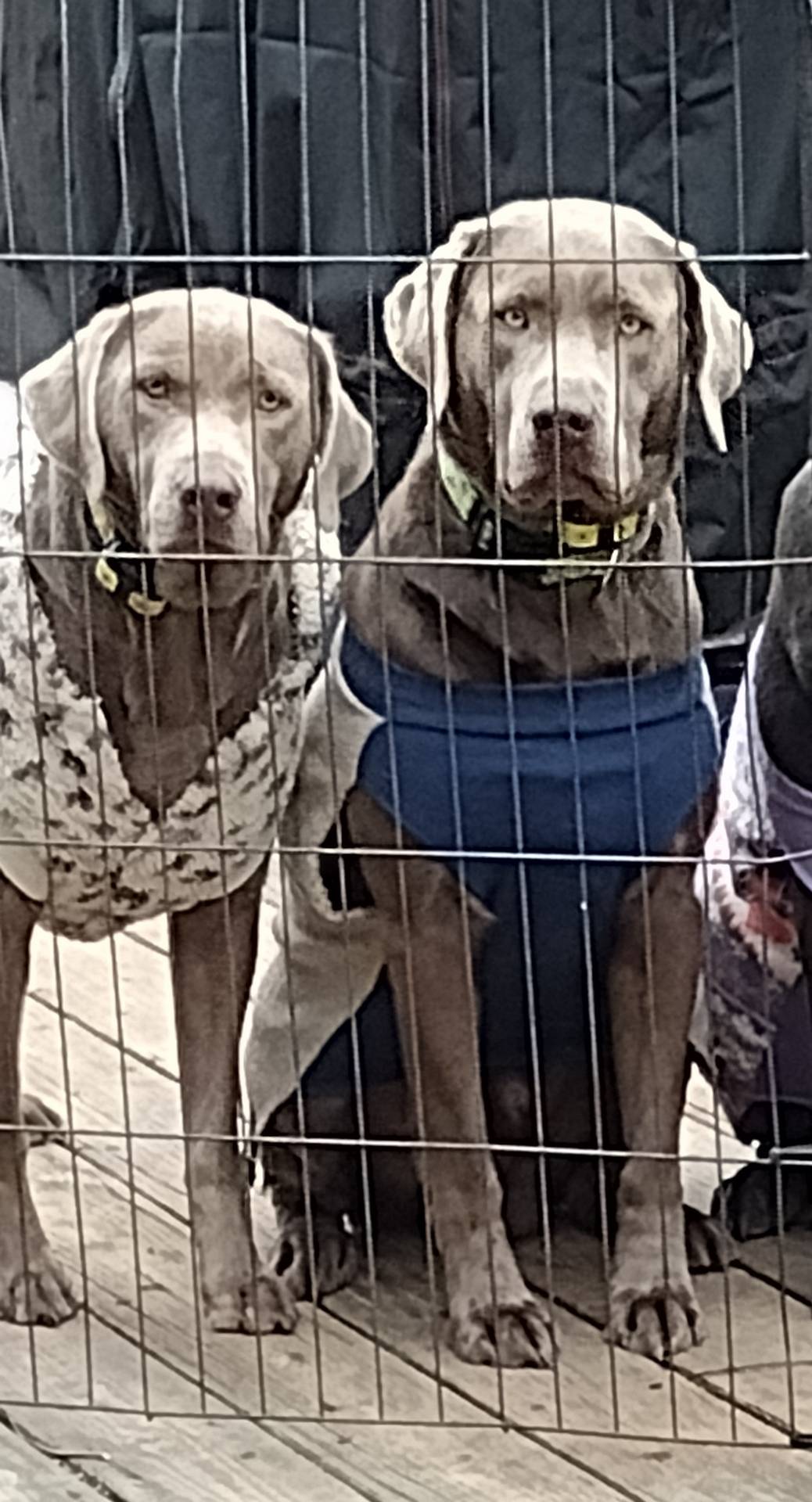 Silver Labrador Female Black, a female Labrador Retriever for sale in Eldon, MO – Photo 10 of 10