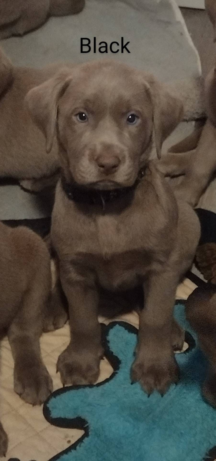Silver Labrador Female Black