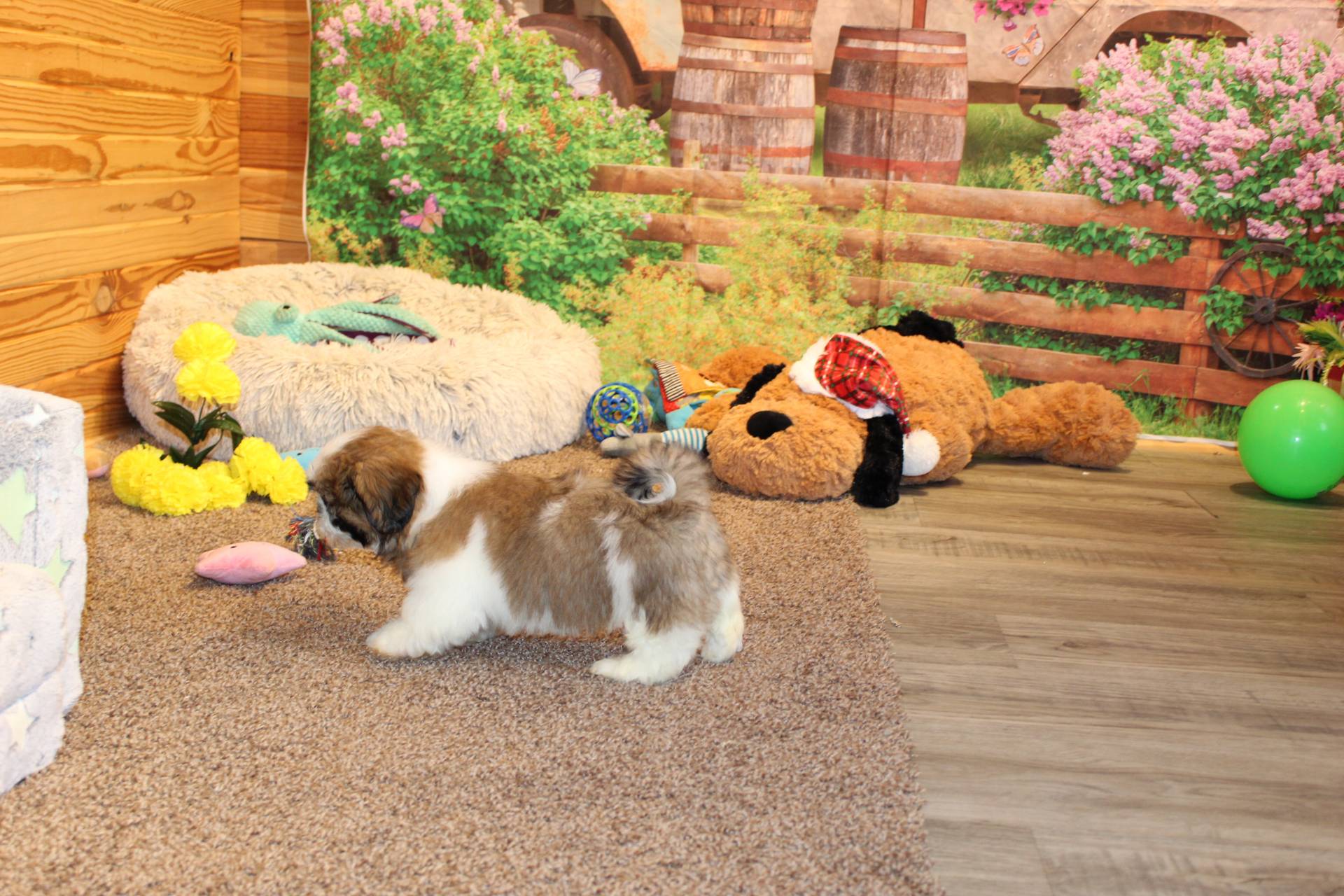 Oscar, a male Shih Tzu for sale in Norwood, MO – Photo 6 of 9