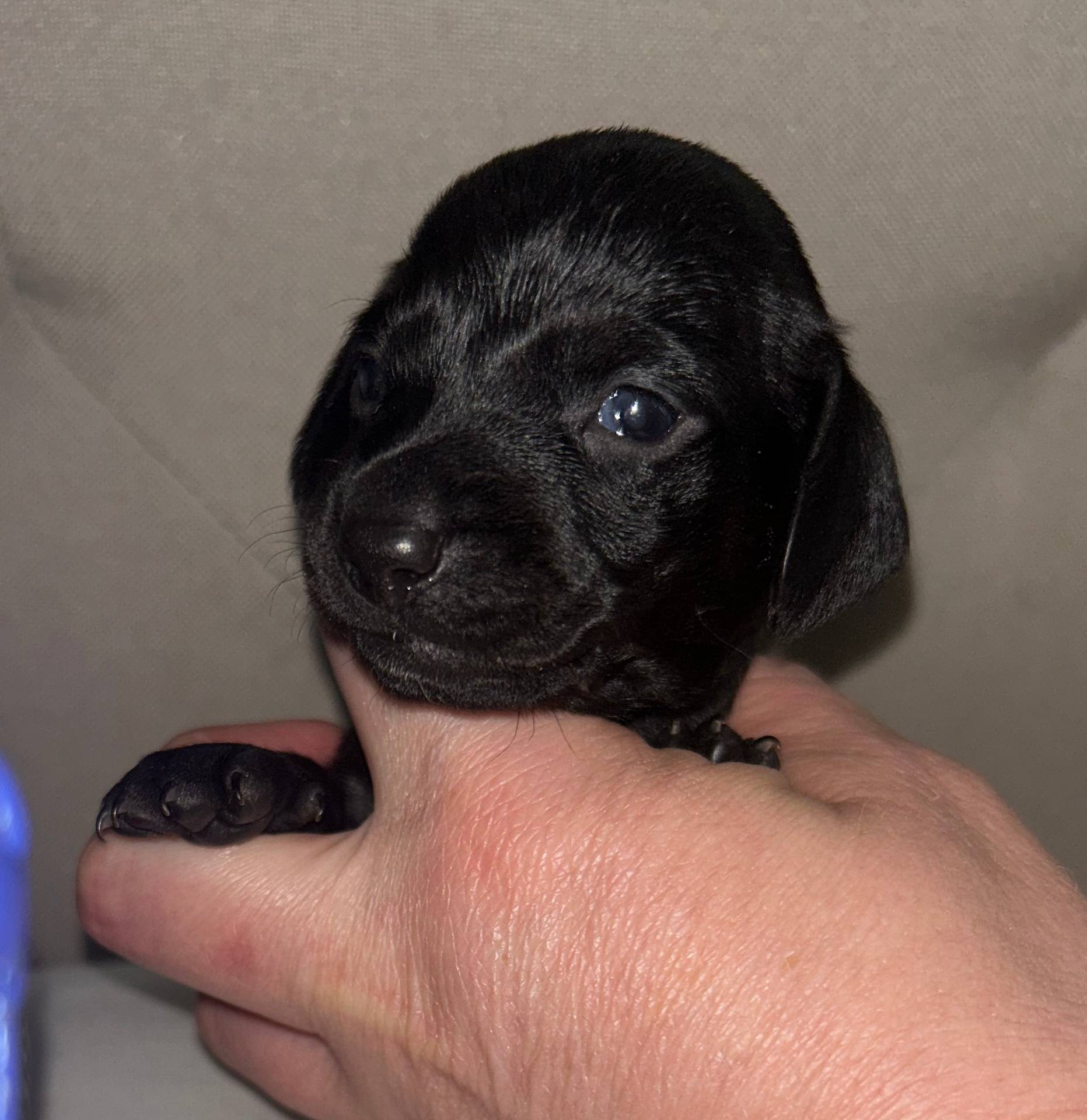 Black beauty female, a female Miniature Dachshund for sale in Bruceton, TN – Photo 2 of 4