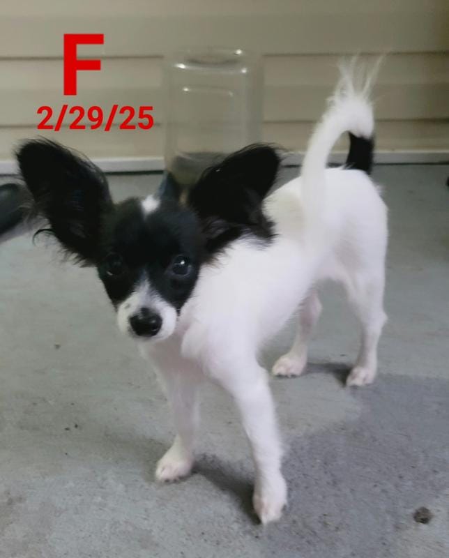 Bella – Papillon puppy for sale in Red Springs, NC