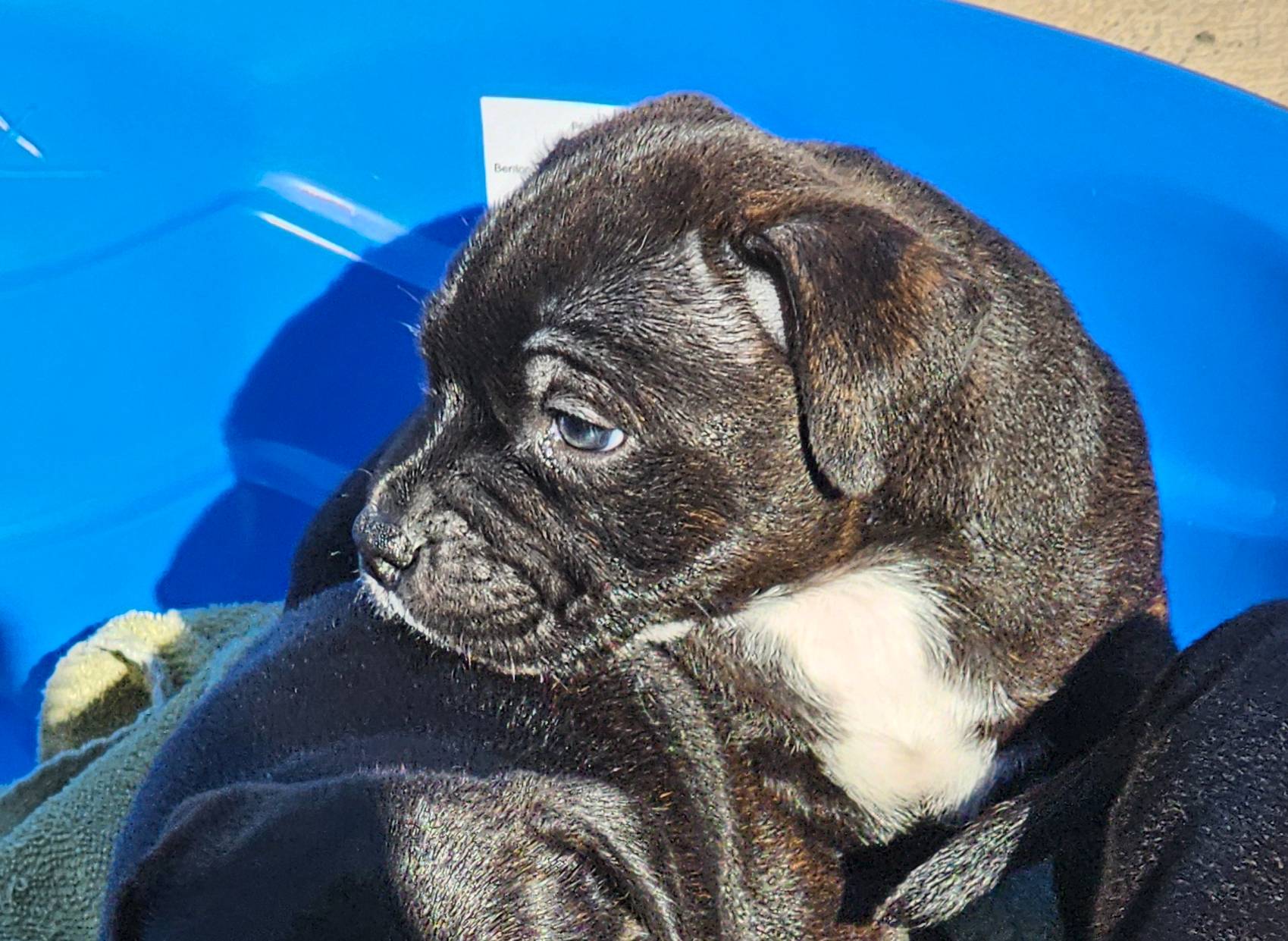 Dutchess, a female Staffordshire Bull Terrier for sale in Adkins, TX – Photo 6 of 6