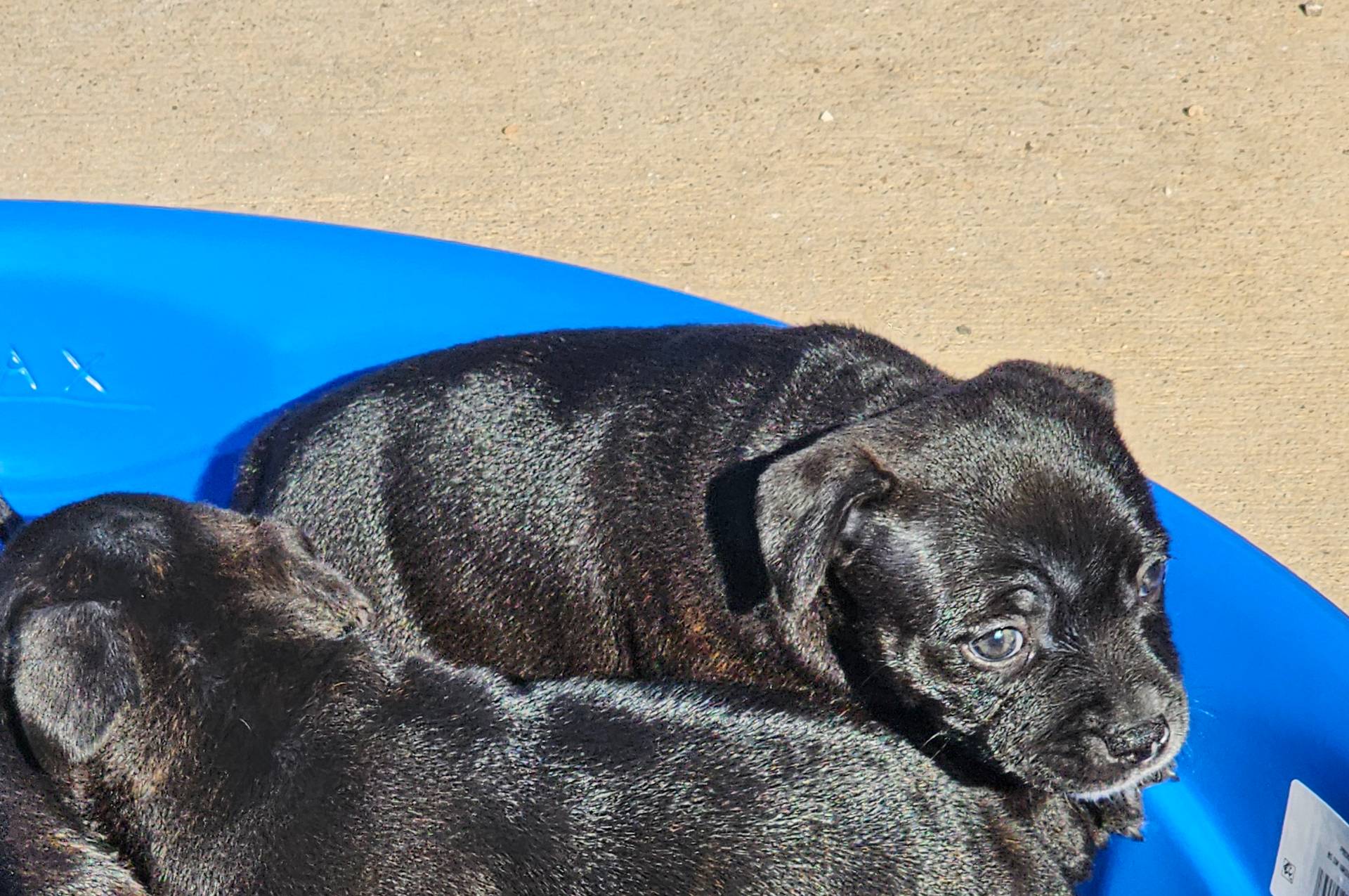 Dutchess, a female Staffordshire Bull Terrier for sale in Adkins, TX – Photo 5 of 6