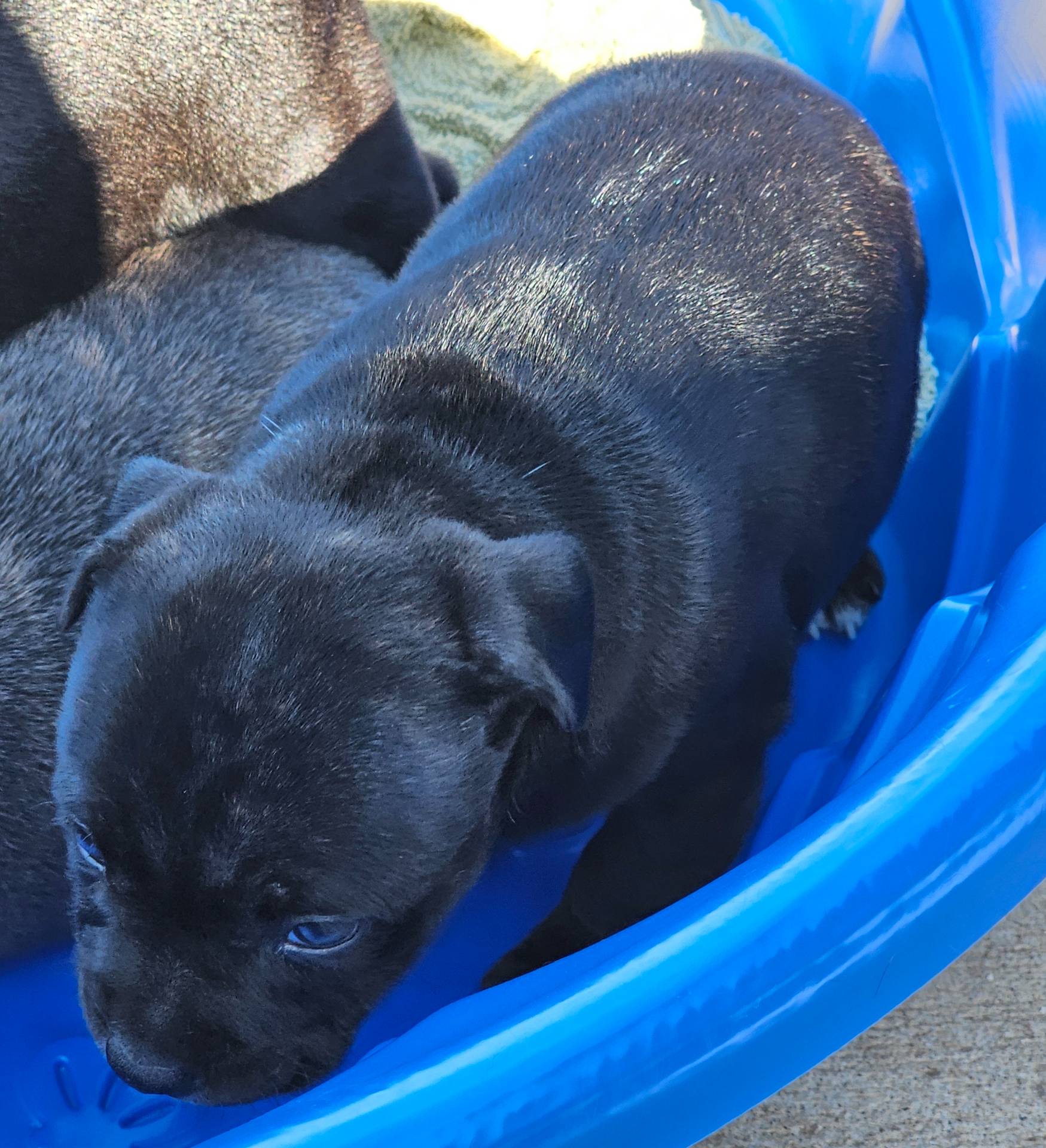 Dutchess, a female Staffordshire Bull Terrier for sale in Adkins, TX – Photo 3 of 6