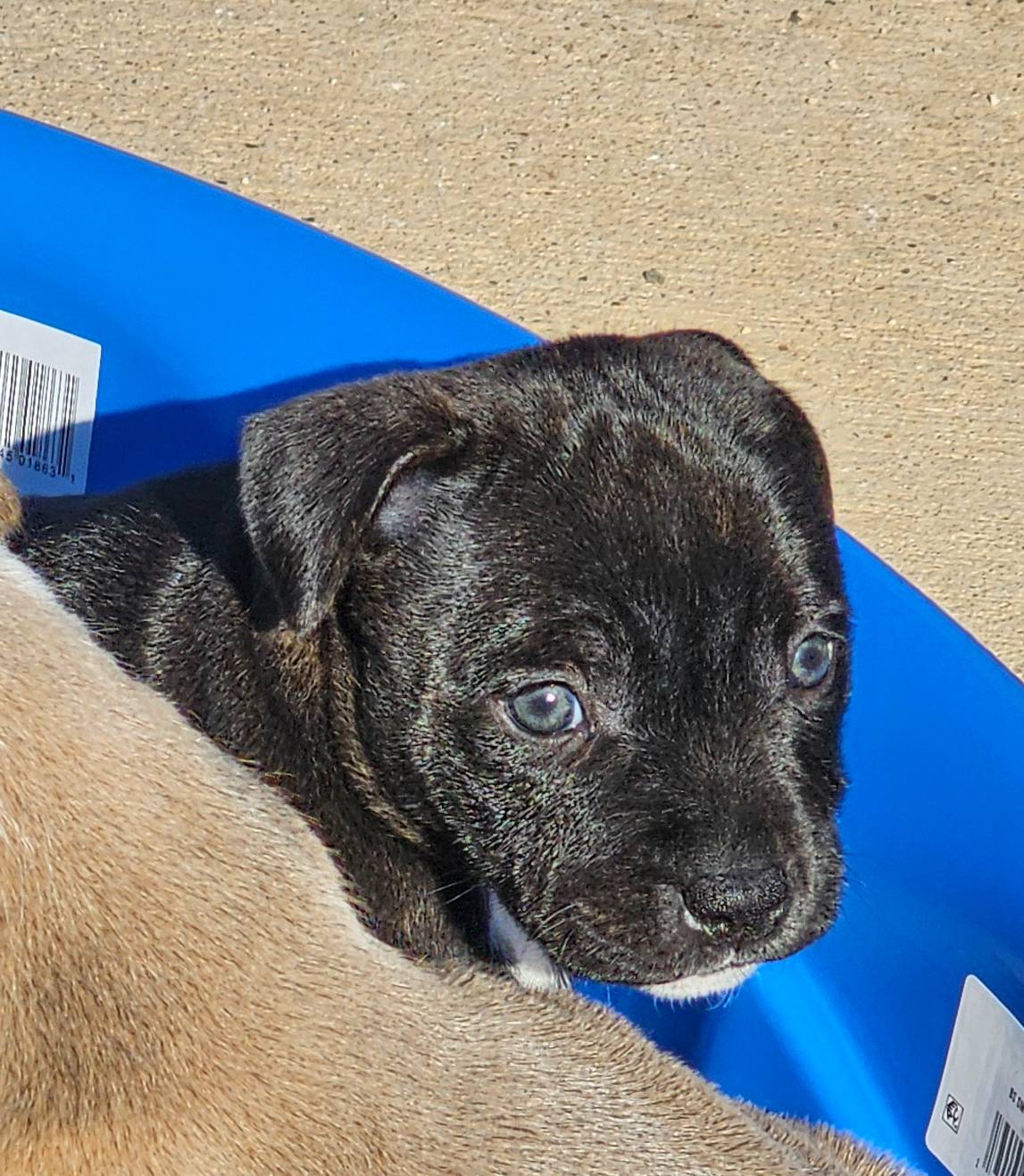 Dutchess, a female Staffordshire Bull Terrier for sale in Adkins, TX – Photo 2 of 6