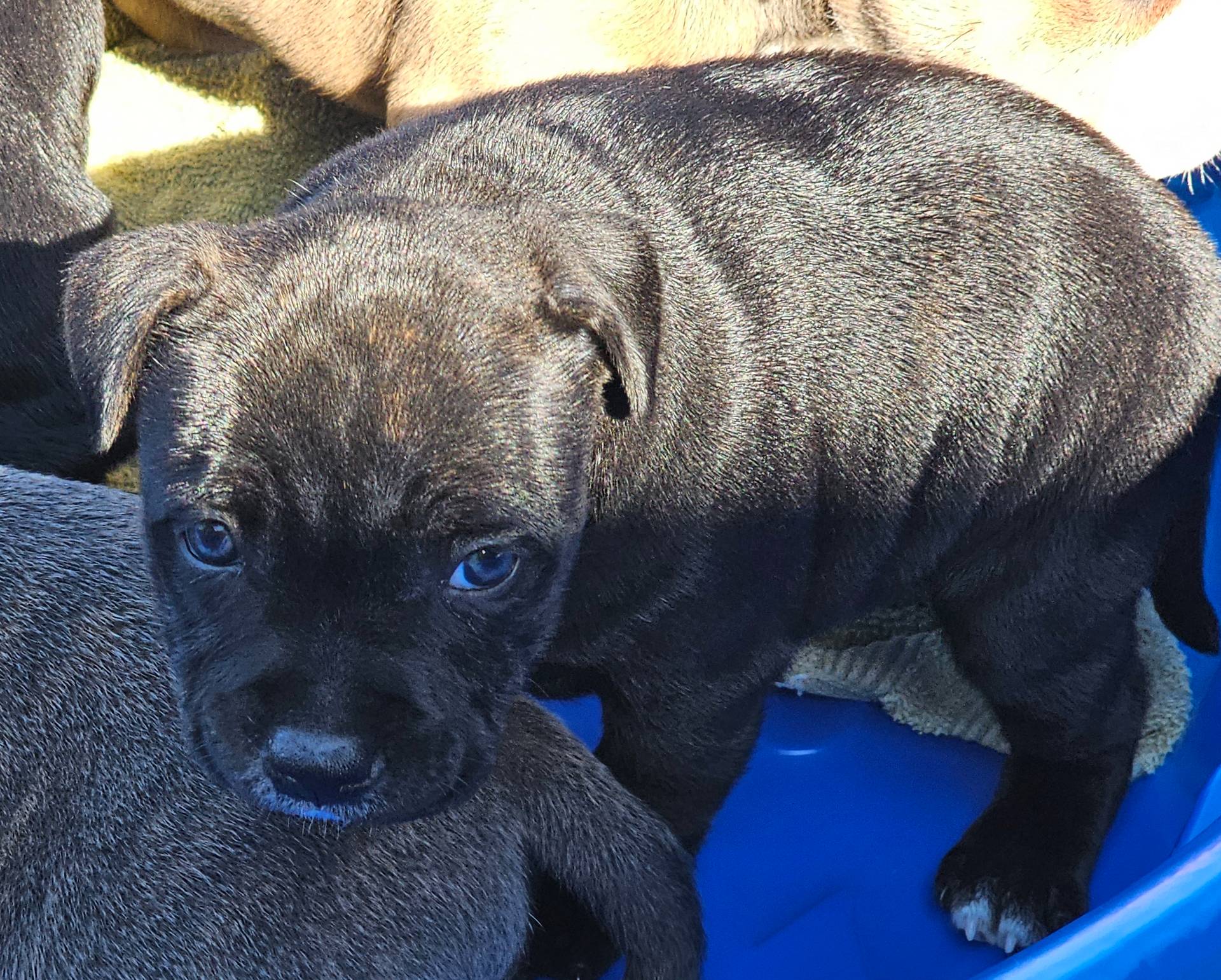 Dutchess, a female Staffordshire Bull Terrier for sale in Adkins, TX – Photo 4 of 6