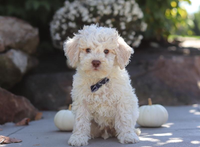 Zane – Lagotto Romagnolo puppy on hold in Millersburg, OH