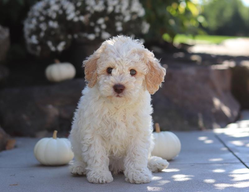 Cruz – Lagotto Romagnolo puppy on hold in Millersburg, OH