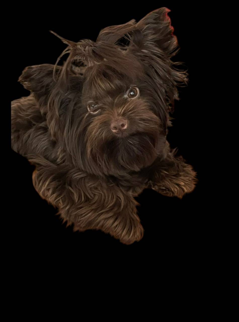 Import Lines, a  Yorkshire Terrier for sale in Middletown, NY – Photo 9 of 10