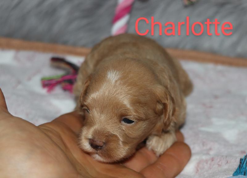 Charlotte 🌷 Miniature