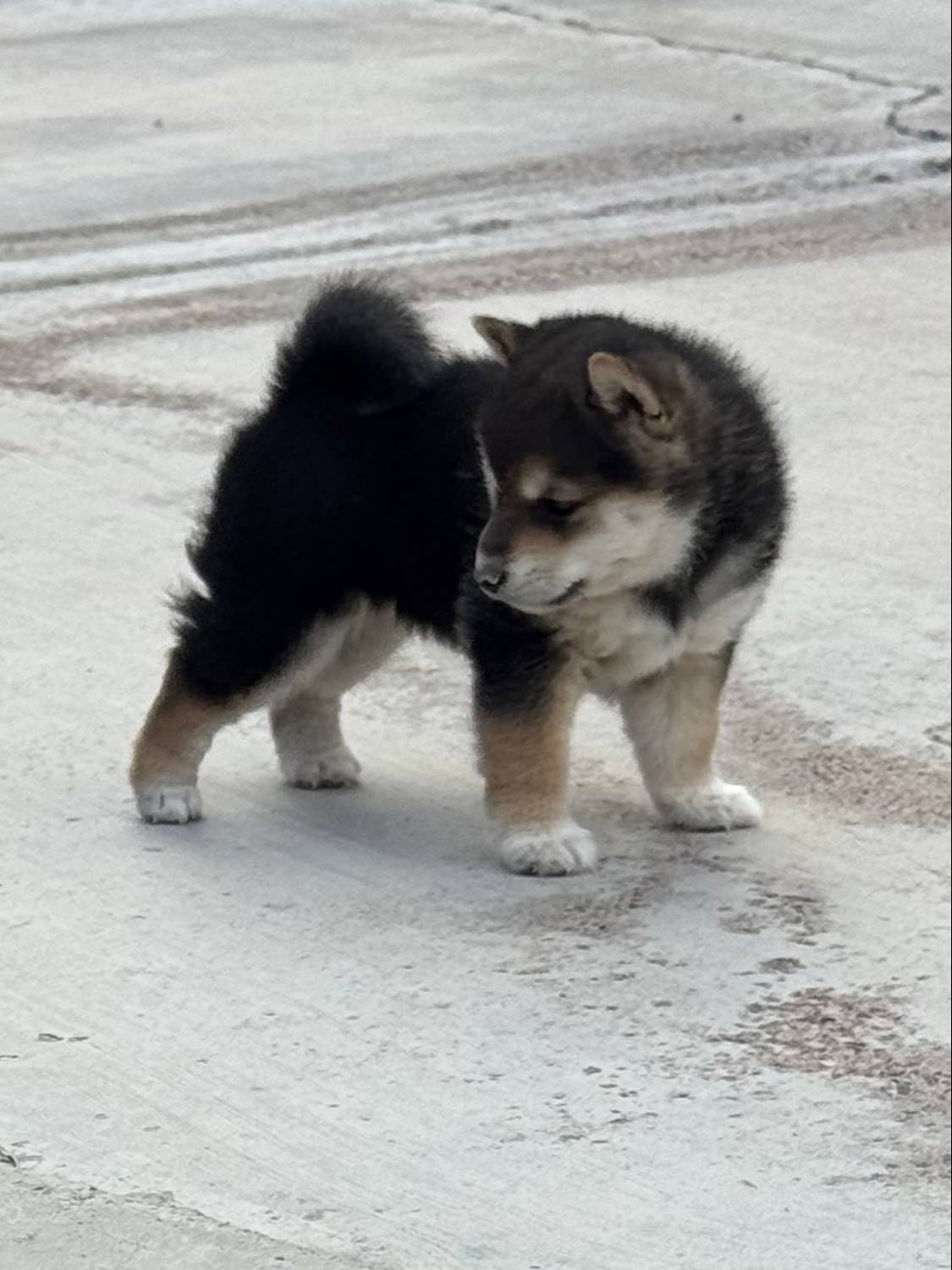 Akc Max, a male Shiba Inu for sale in Las Vegas, NV – Photo 2 of 10
