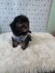 Mark, a male Bichon Frise for sale in Walker, LA – 5 of 5