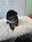 Mark, a male Bichon Frise for sale in Walker, LA – 2 of 5
