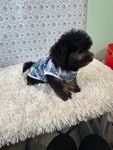 Mark, a male Bichon Frise for sale in Walker, LA – 3 of 5