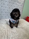 Mark, a male Bichon Frise for sale in Walker, LA – 4 of 5