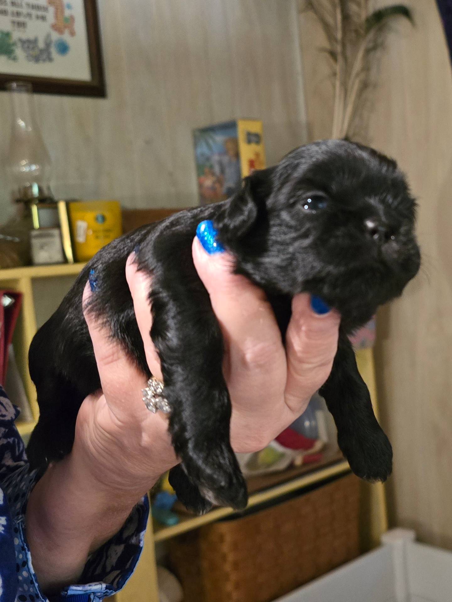 Bee, a female Shih Tzu for sale in Dublin, GA – Photo 2 of 5