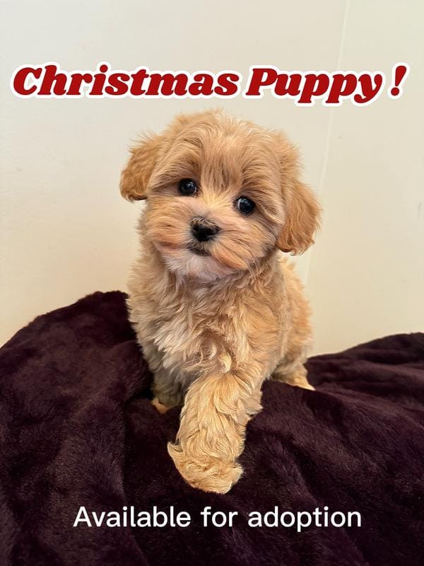 Christmas puppies
