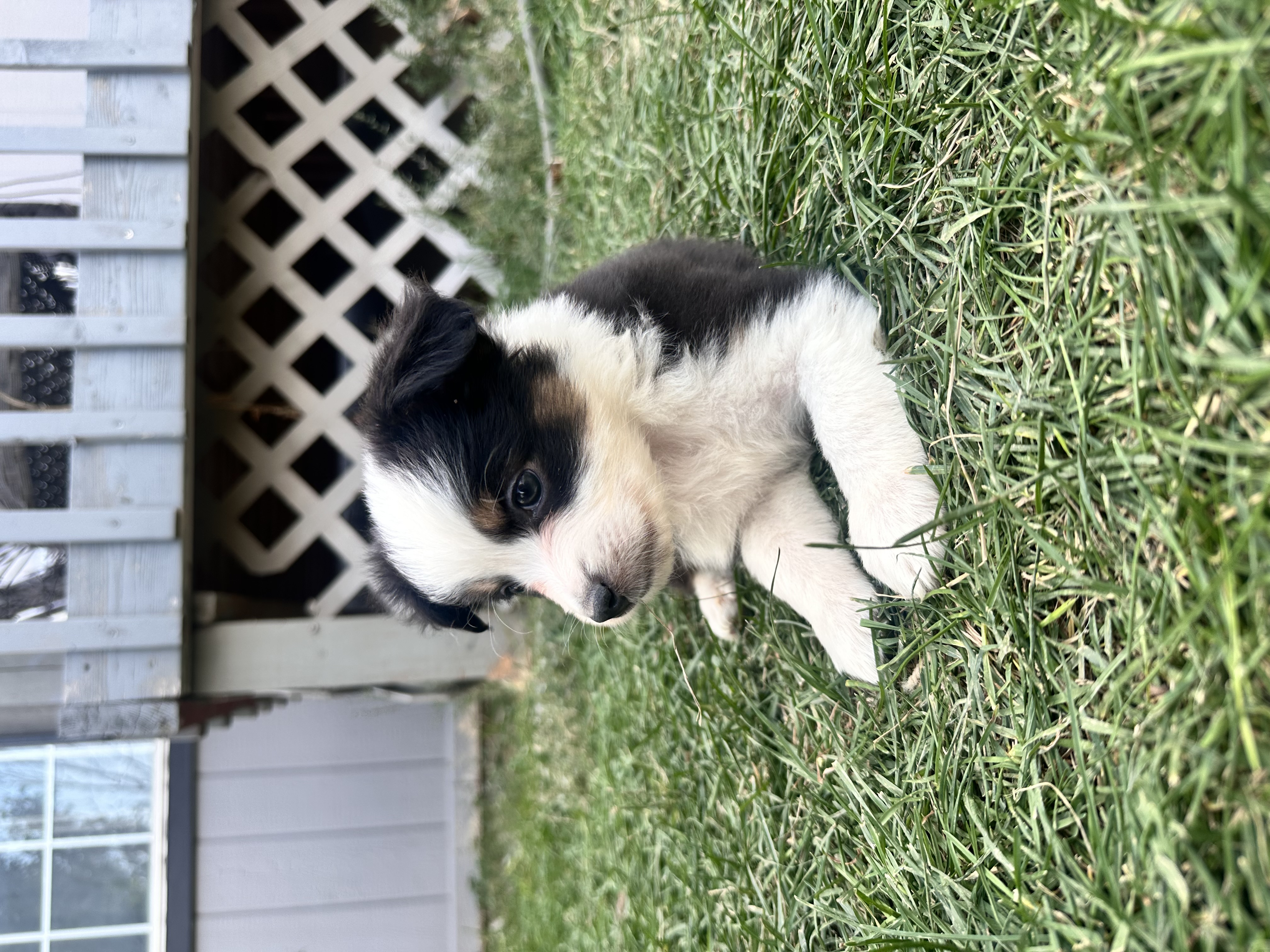 Bernie - ASDR reg is a Miniature Australian Shepherd puppy for sale in ...