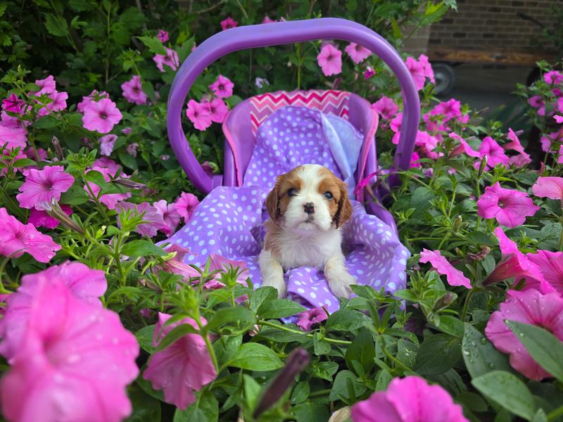 Dora(AKC)Genectic Clear