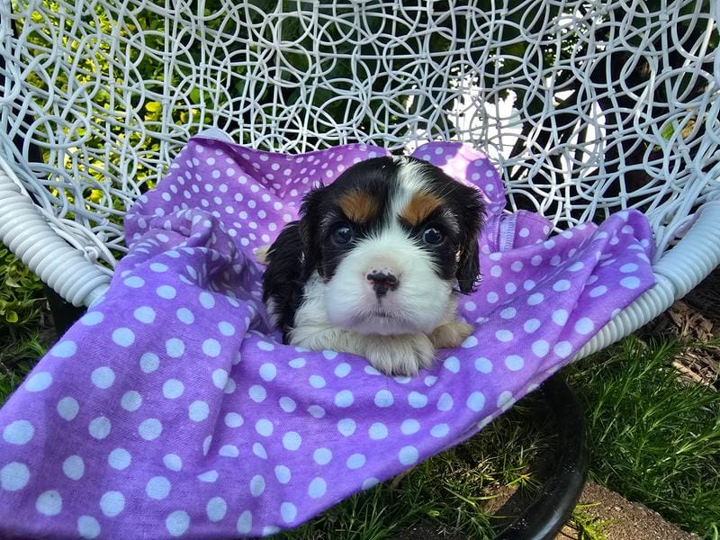 Dana(AKC -Genectic Clear