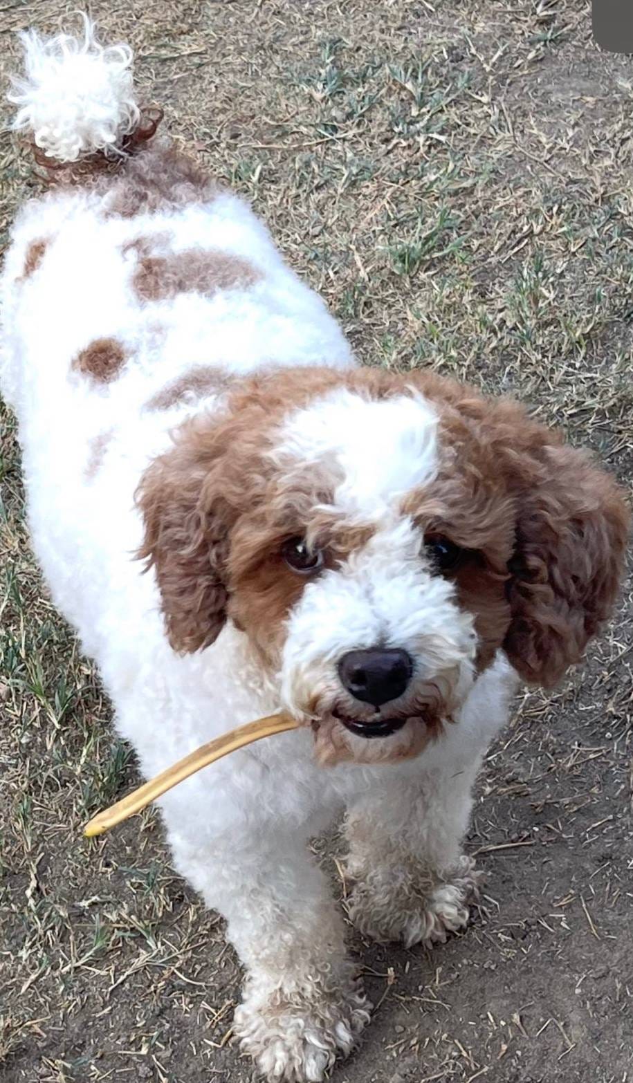 AKC Bacon, a male Poodle - Miniature  for sale in Elgin, TX – Photo 3 of 4